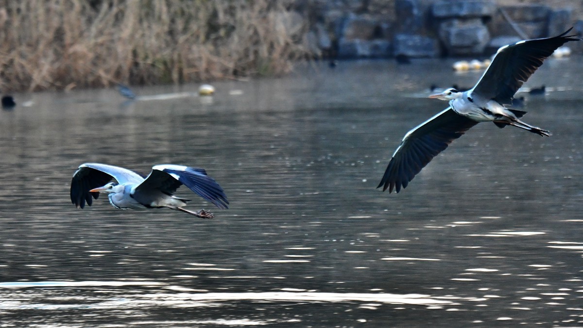 【视觉光影】明 湖 苍 鹭 （7）