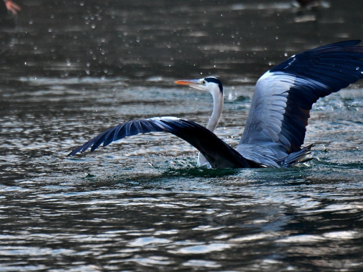 【视觉光影】明 湖 苍 鹭 （7）