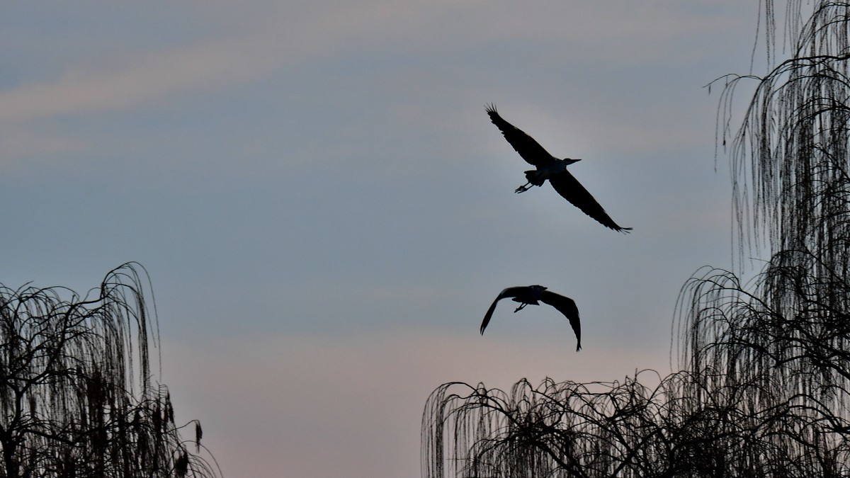 【视觉光影】明 湖 苍 鹭 （7）