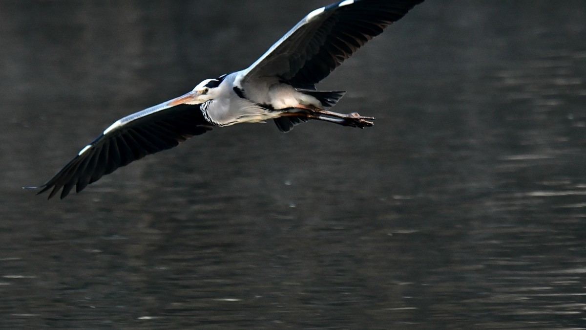 【视觉光影】明 湖 苍 鹭 （7）