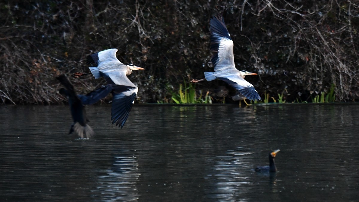 【视觉光影】明 湖 苍 鹭 （7）