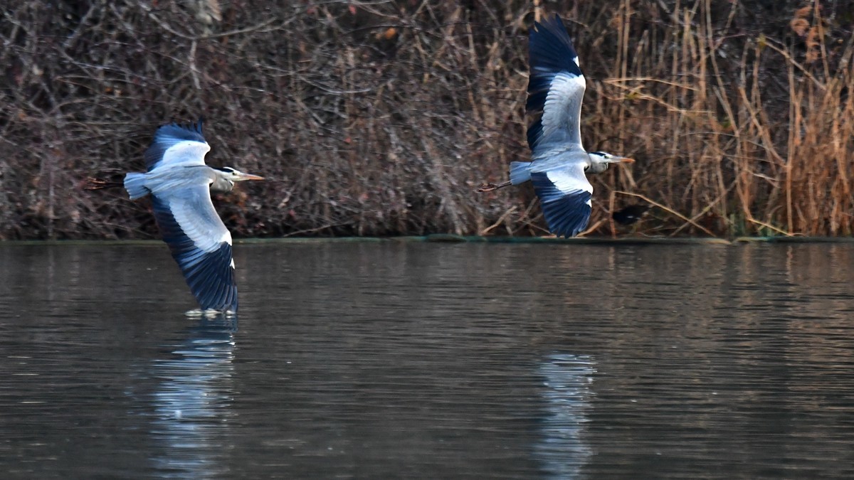 【视觉光影】明 湖 苍 鹭 （7）