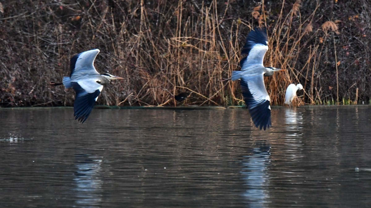 【视觉光影】明 湖 苍 鹭 （7）