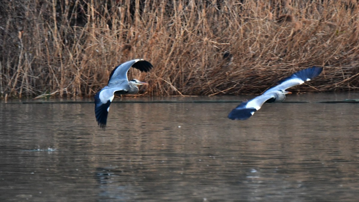【视觉光影】明 湖 苍 鹭 （7）