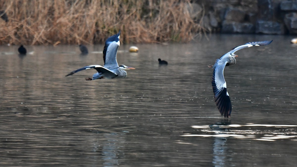 【视觉光影】明 湖 苍 鹭 （7）