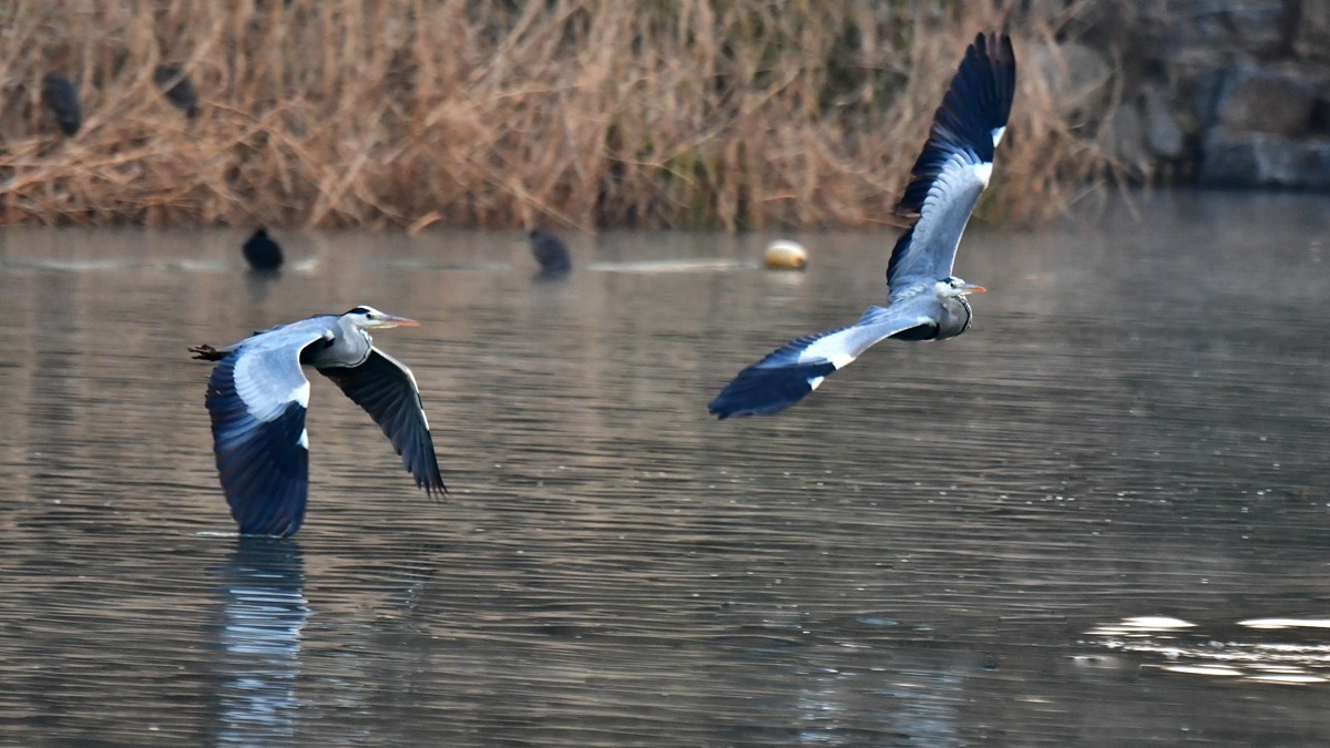 【视觉光影】明 湖 苍 鹭 （7）
