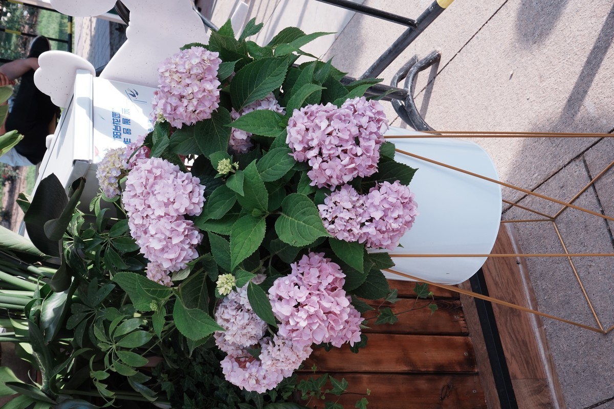 花卉布置