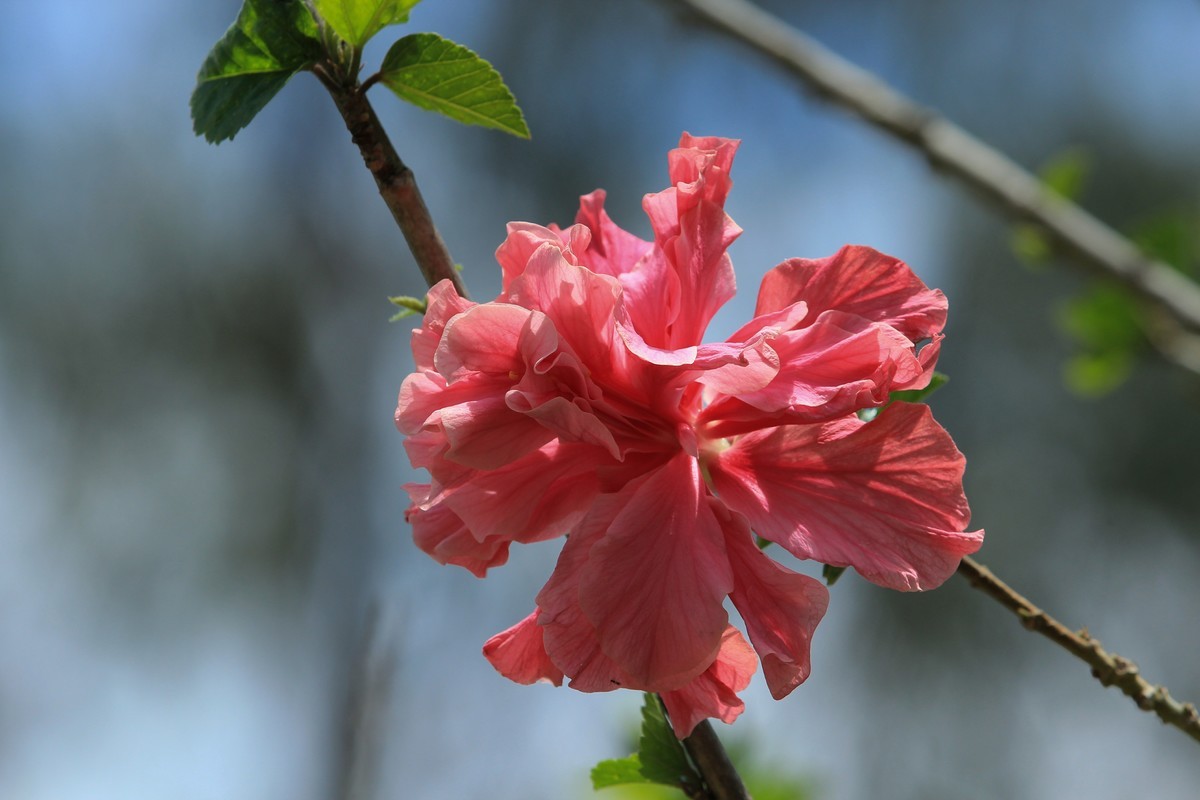 拍摄花卉一（619）