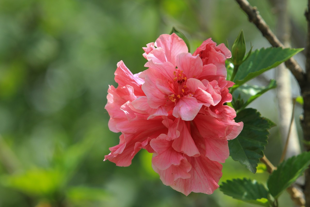 拍摄花卉一（619）