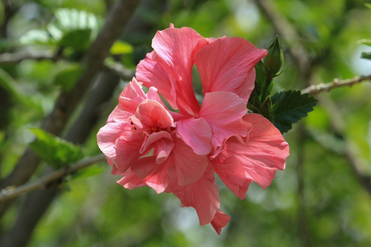 拍摄花卉一（619）