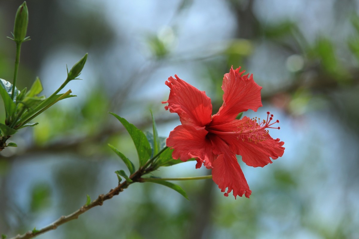 拍摄花卉一（619）