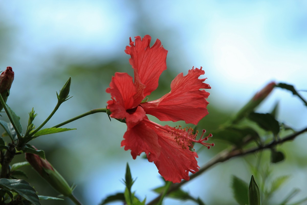 拍摄花卉一（619）