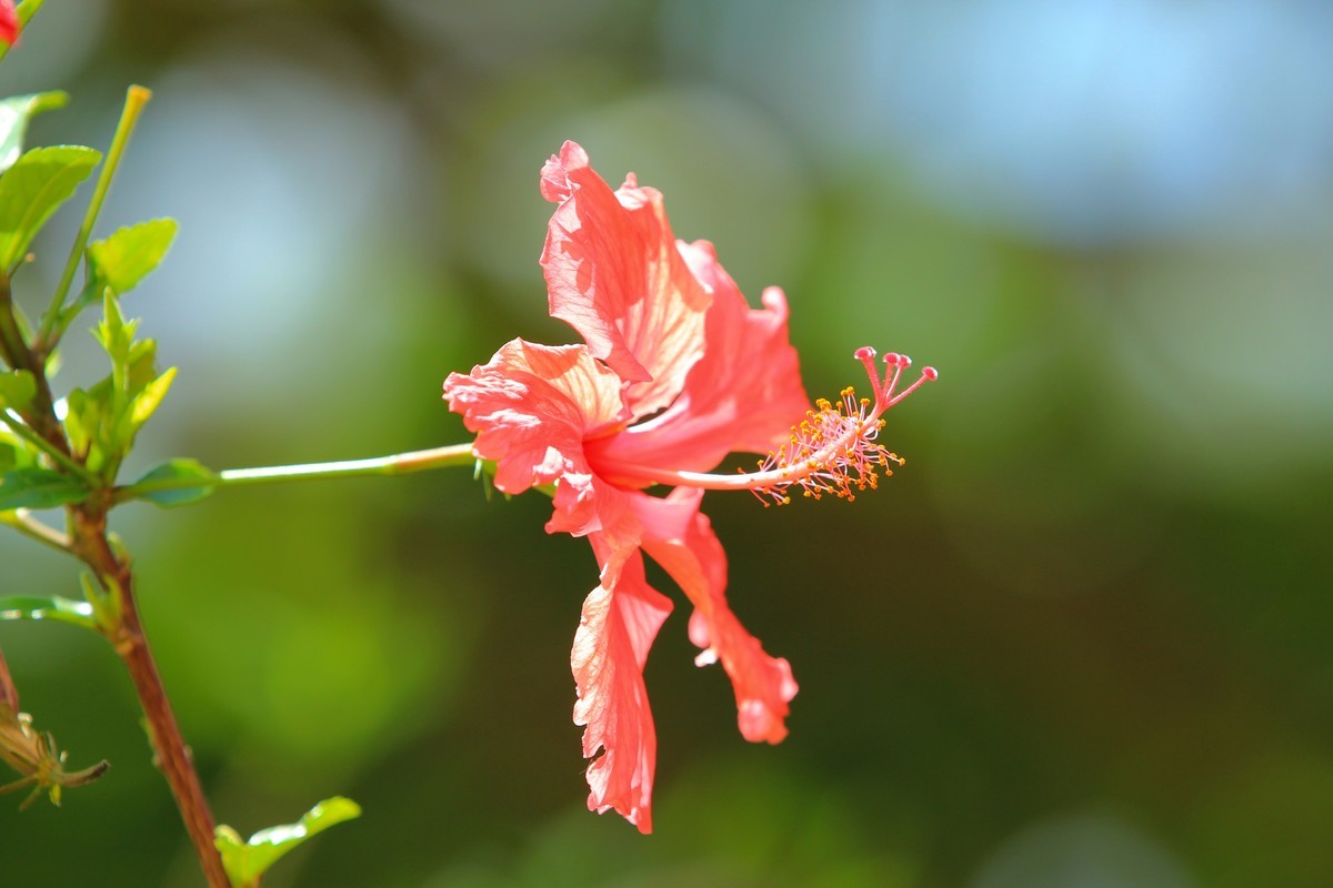 拍摄花卉一（619）