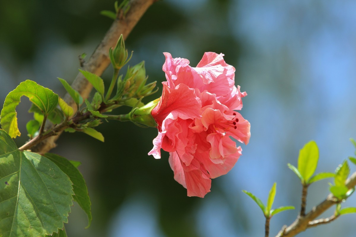 拍摄花卉一（619）