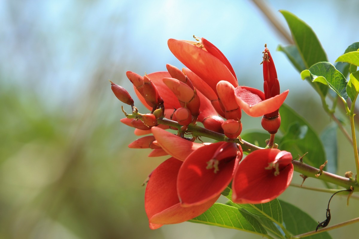 拍摄花卉一（619）