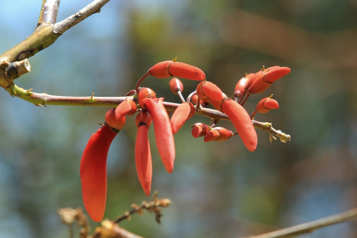 拍摄花卉一（619）