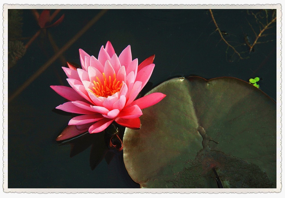 霓裳睡染水云间