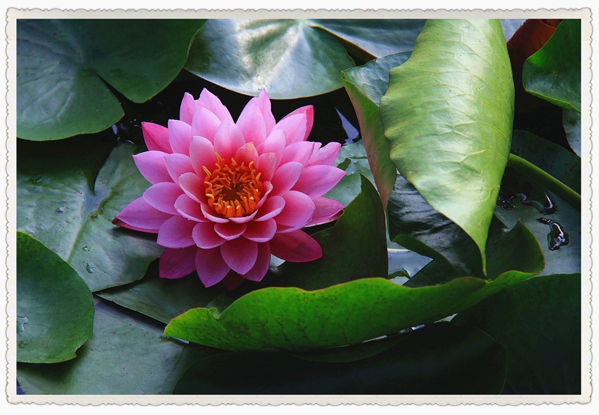 霓裳睡染水云间