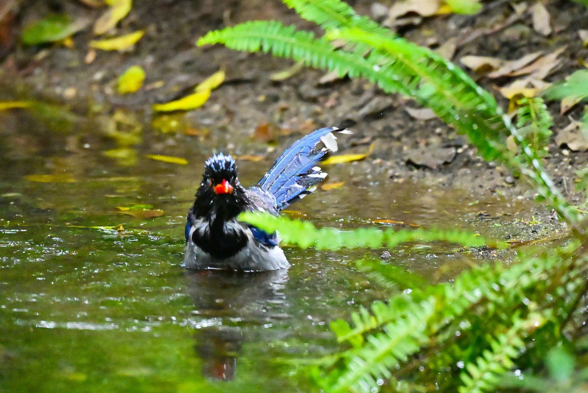 红嘴蓝鹊洗澡