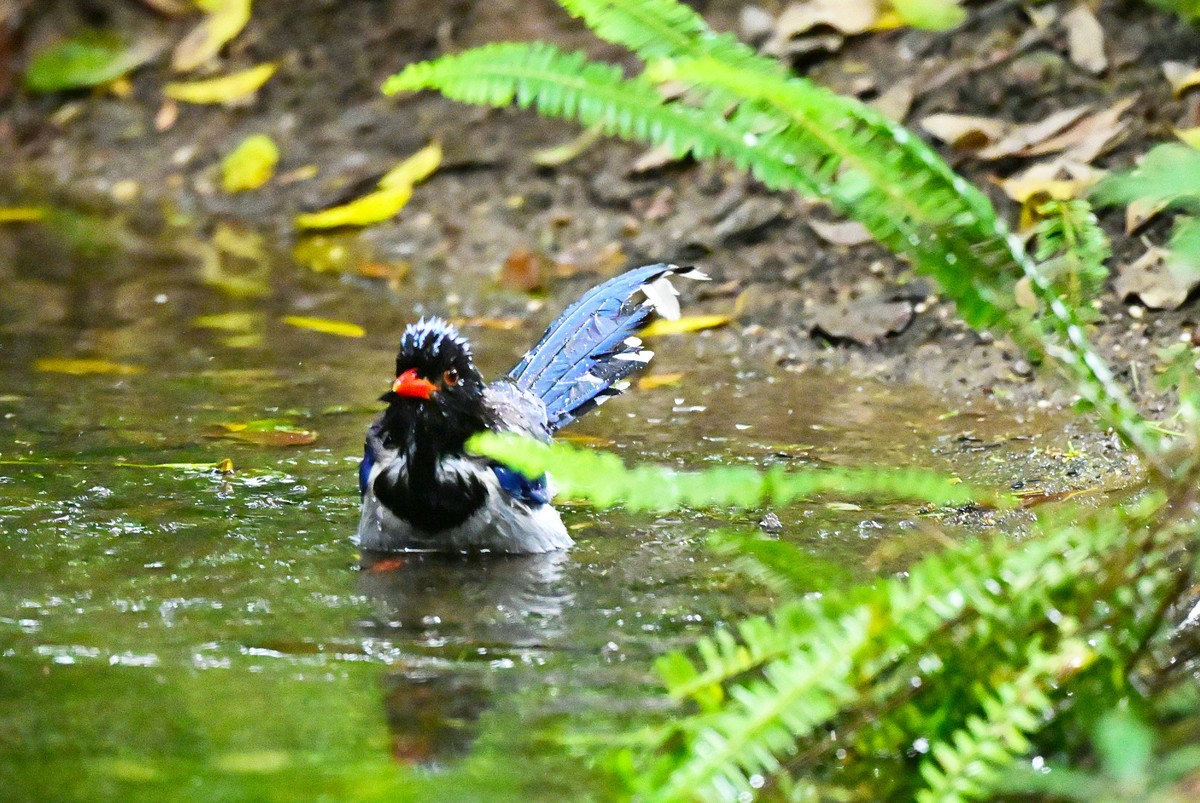 红嘴蓝鹊洗澡