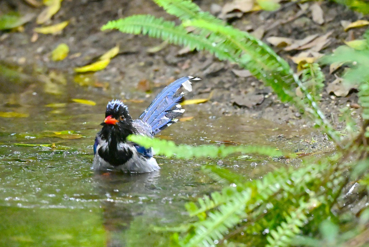 红嘴蓝鹊洗澡