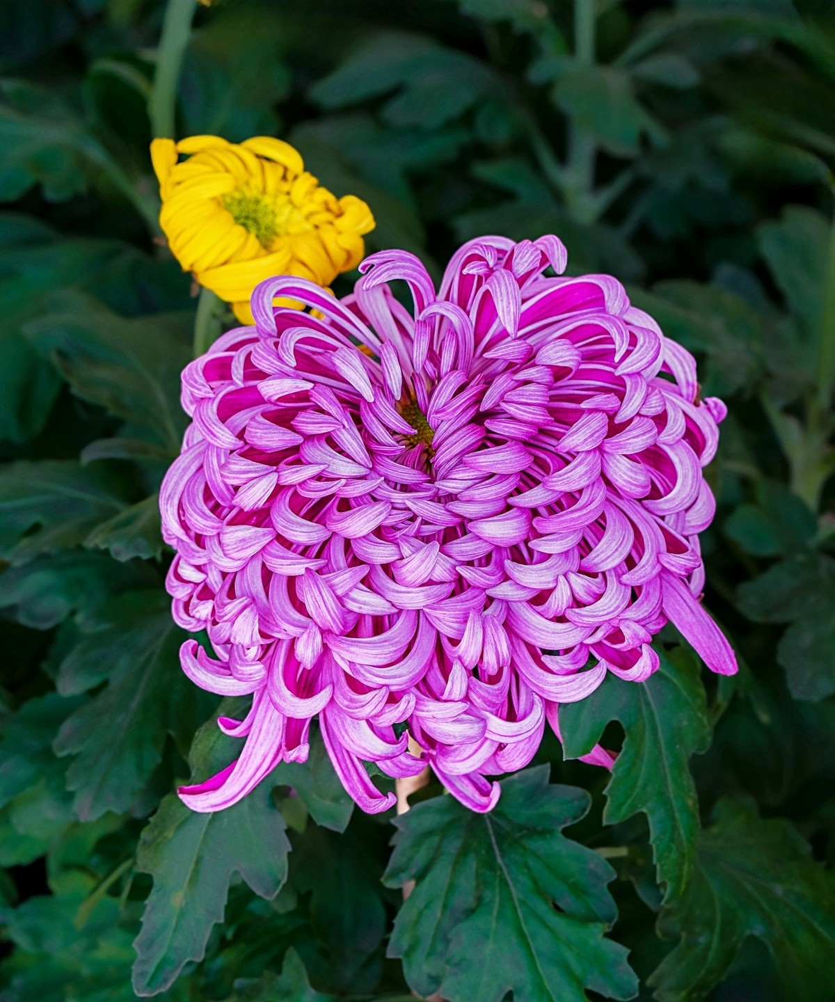 秋日中山公园20241105 《30》