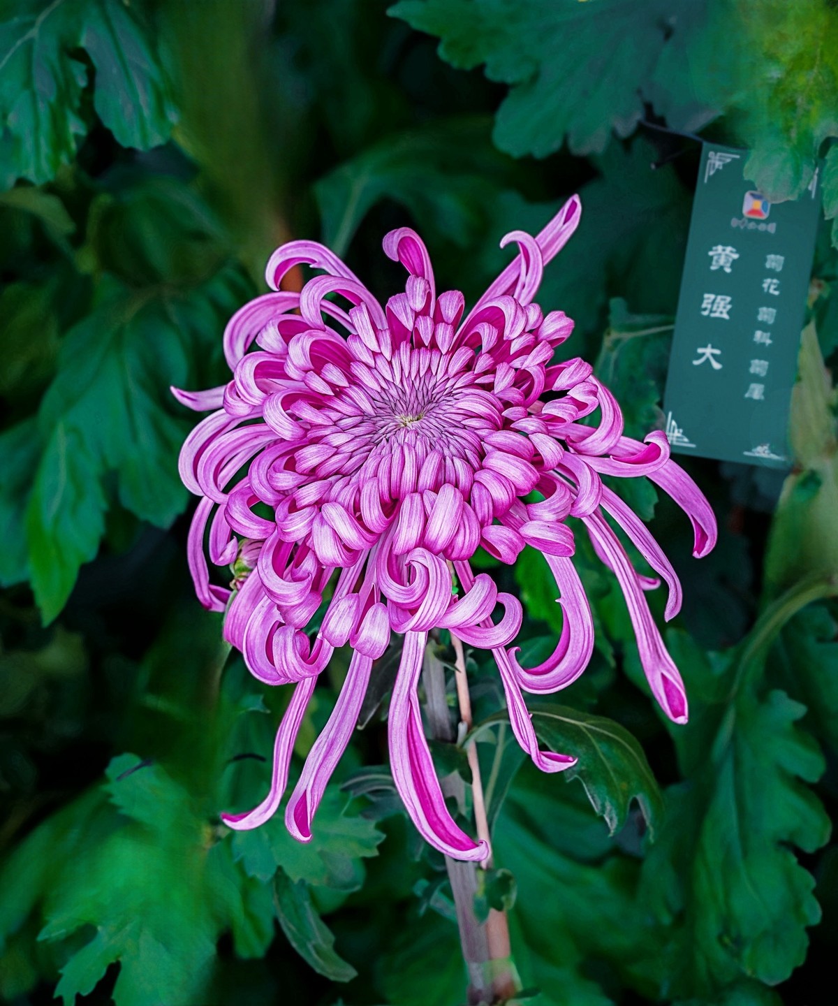 秋日中山公园20241105 《30》