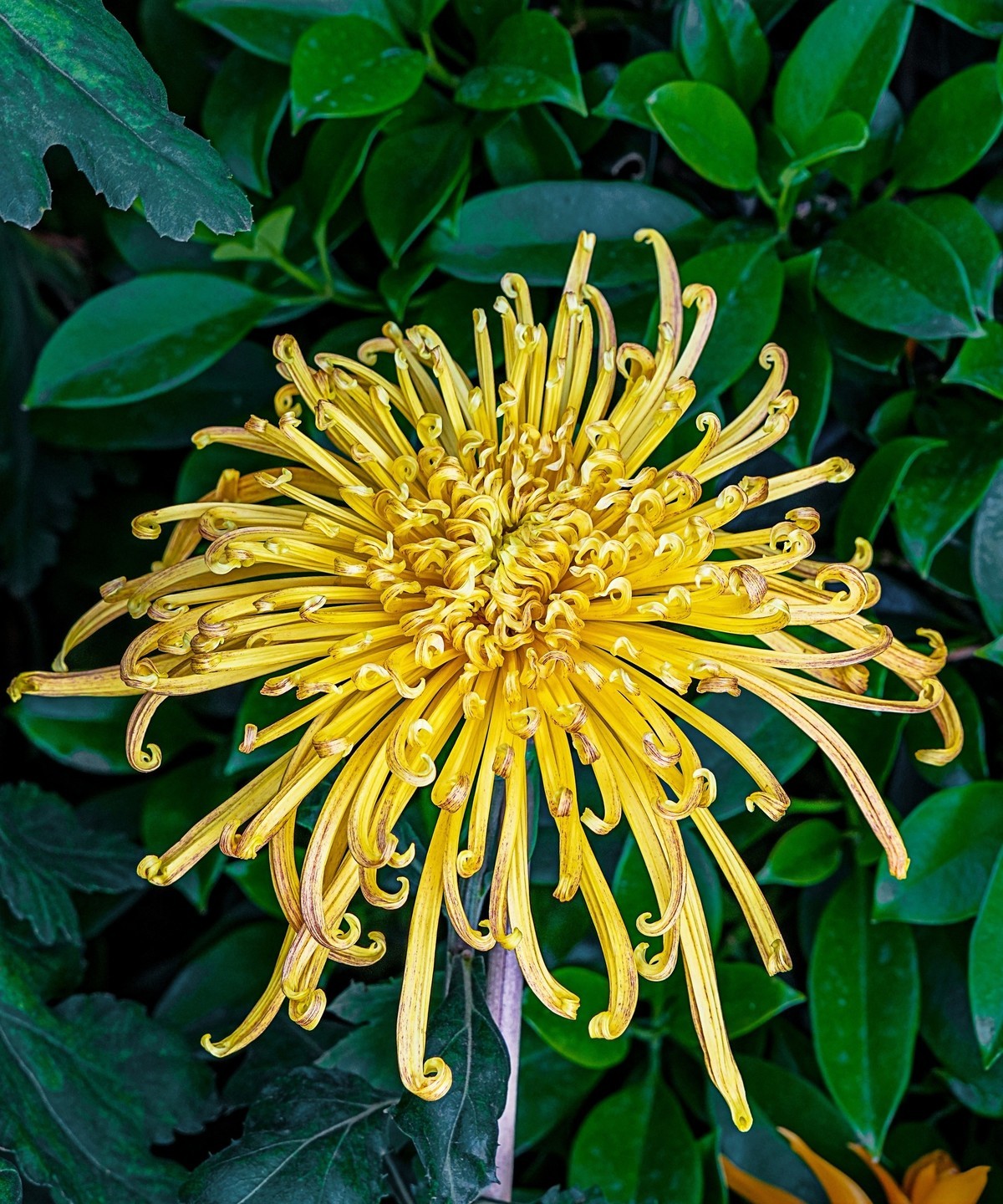 秋日中山公园20241105 《30》