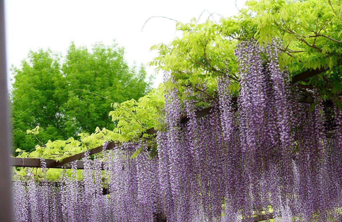 玉渊潭公园【三】