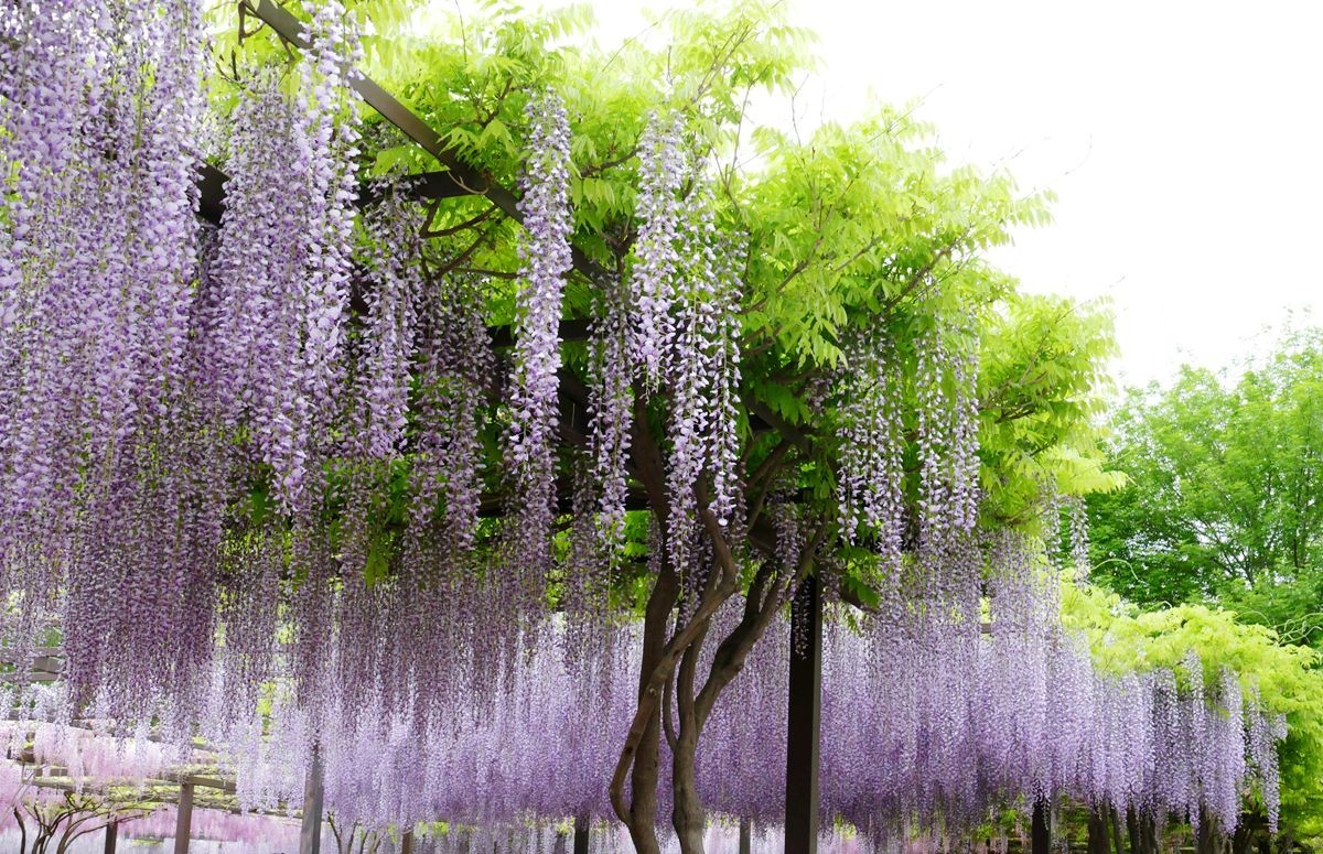 玉渊潭公园【三】