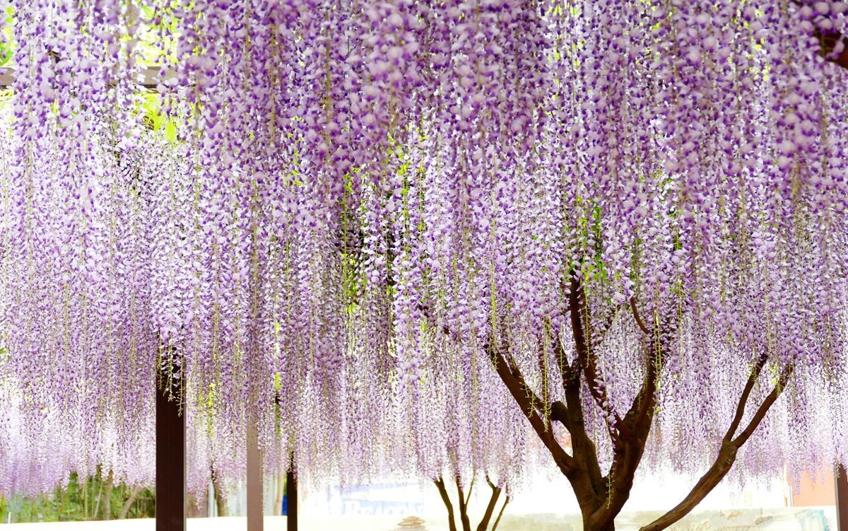 玉渊潭公园【三】