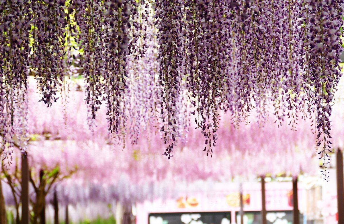 玉渊潭公园【三】