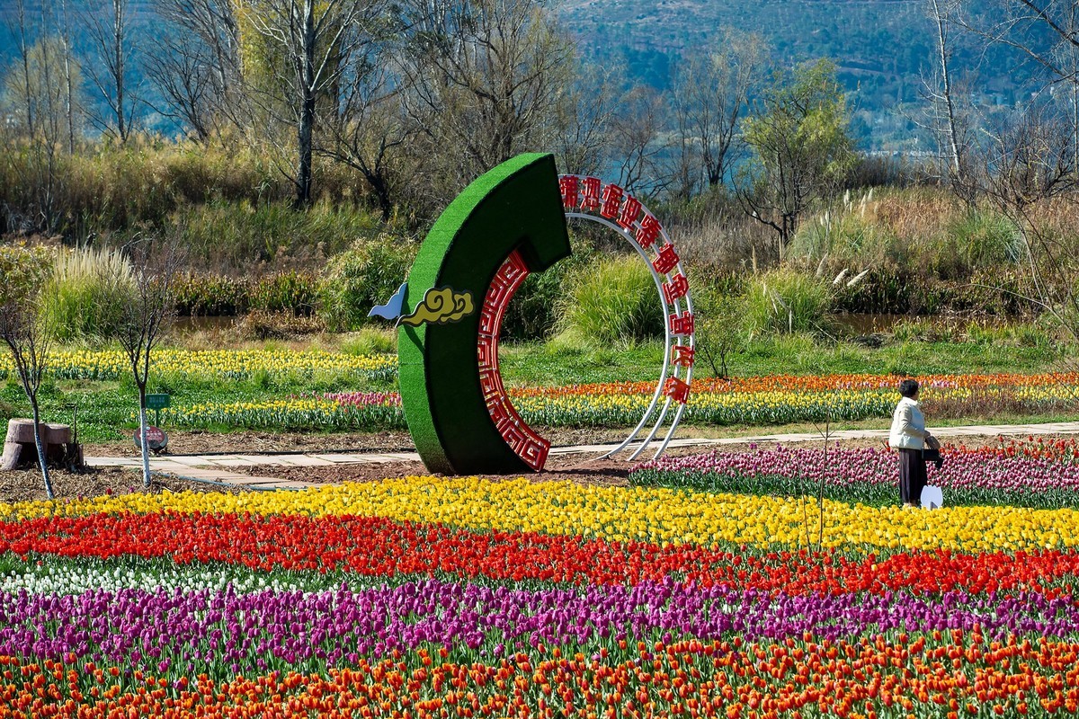 西昌邛海湿地郁金香