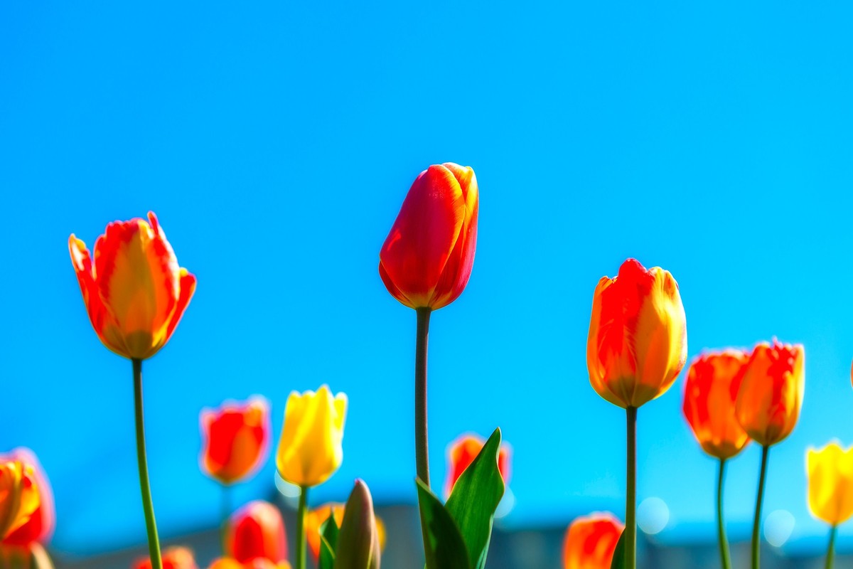 西昌邛海湿地郁金香