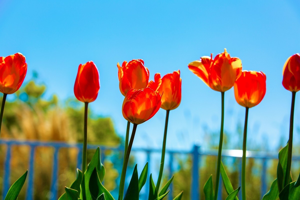 西昌邛海湿地郁金香