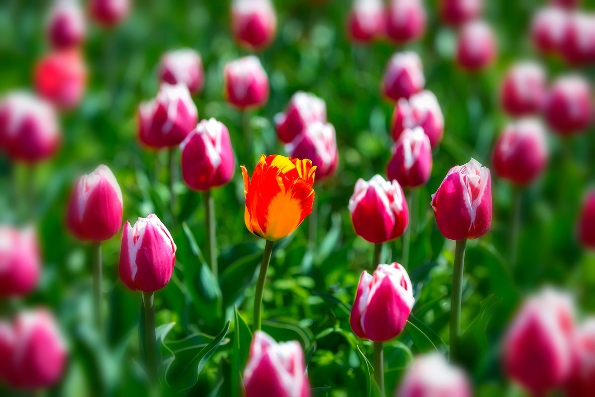 西昌邛海湿地郁金香