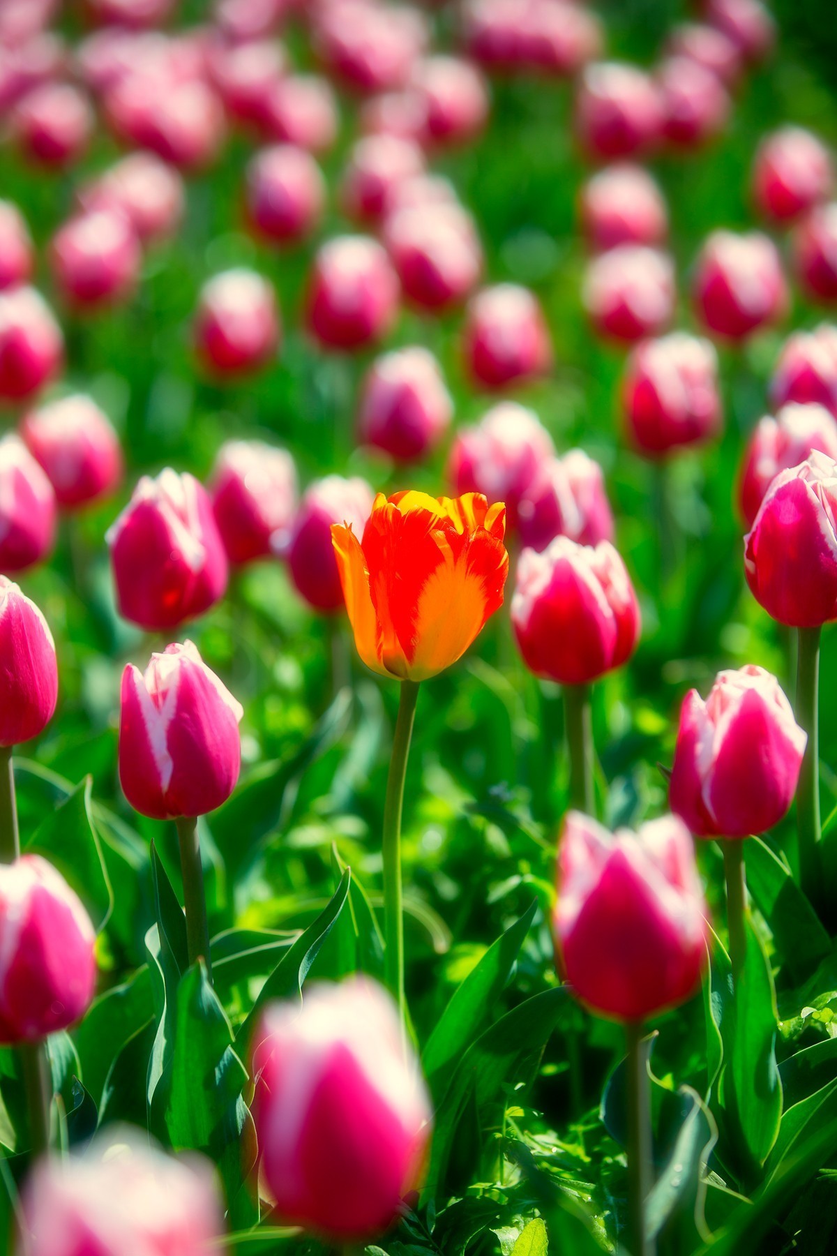 西昌邛海湿地郁金香