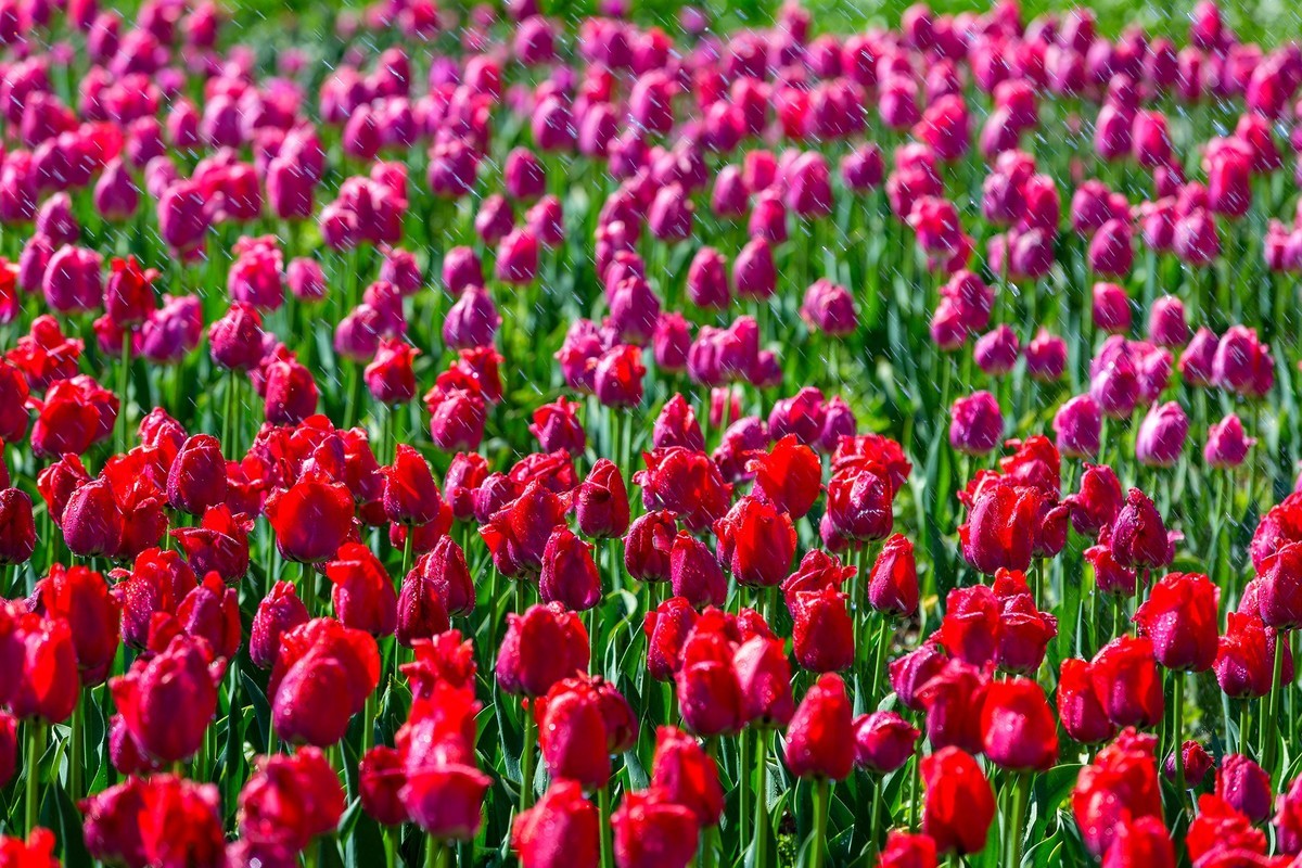 西昌邛海湿地郁金香