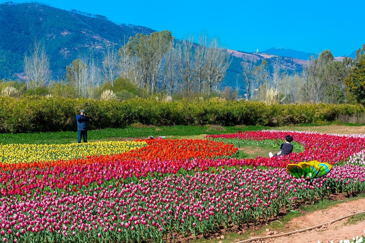 西昌邛海湿地郁金香