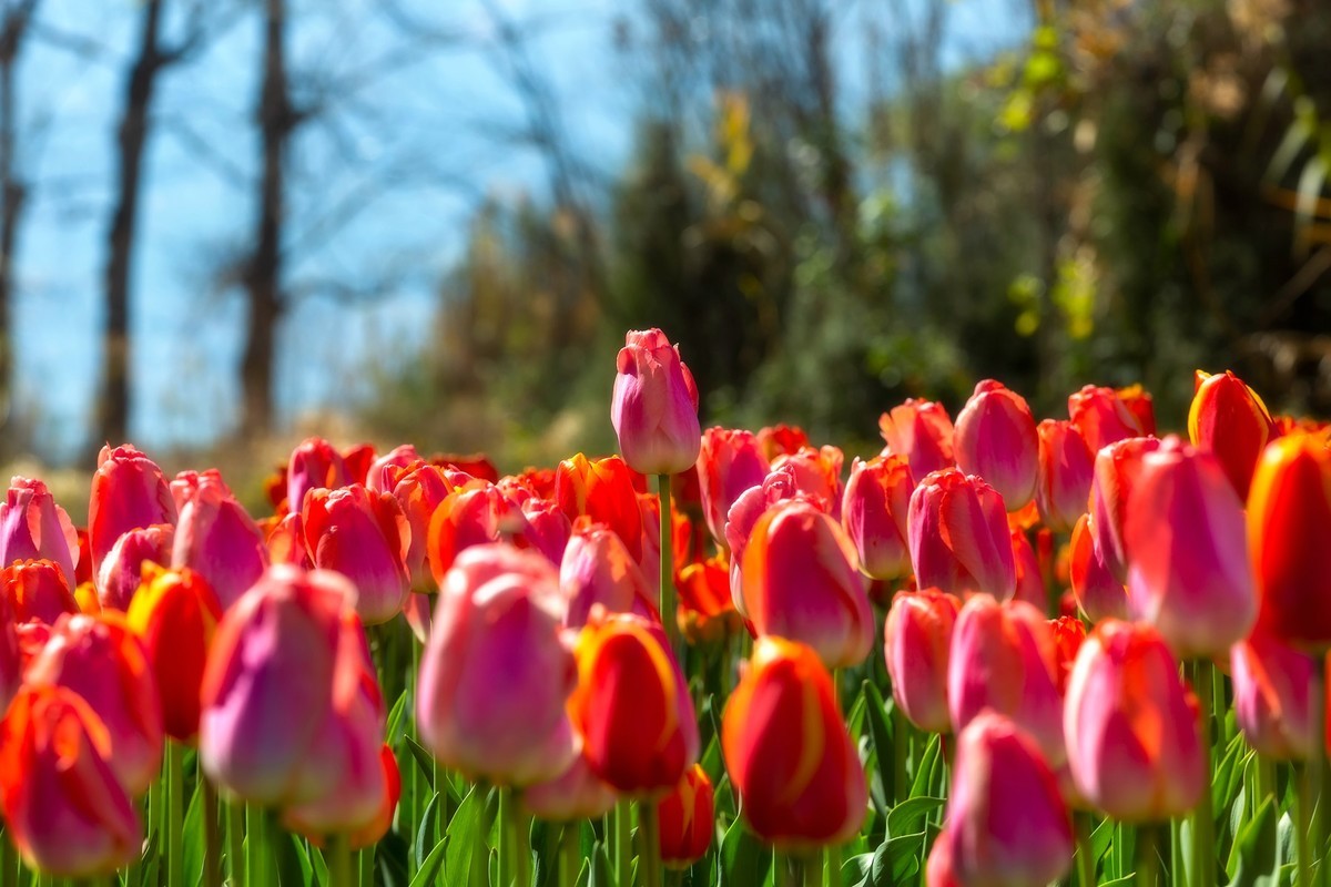 西昌邛海湿地郁金香