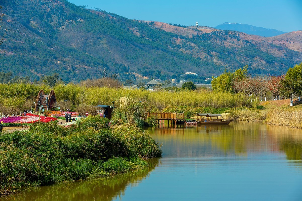 西昌邛海湿地郁金香
