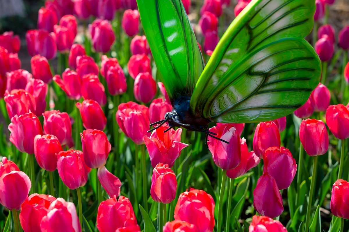 西昌邛海湿地郁金香