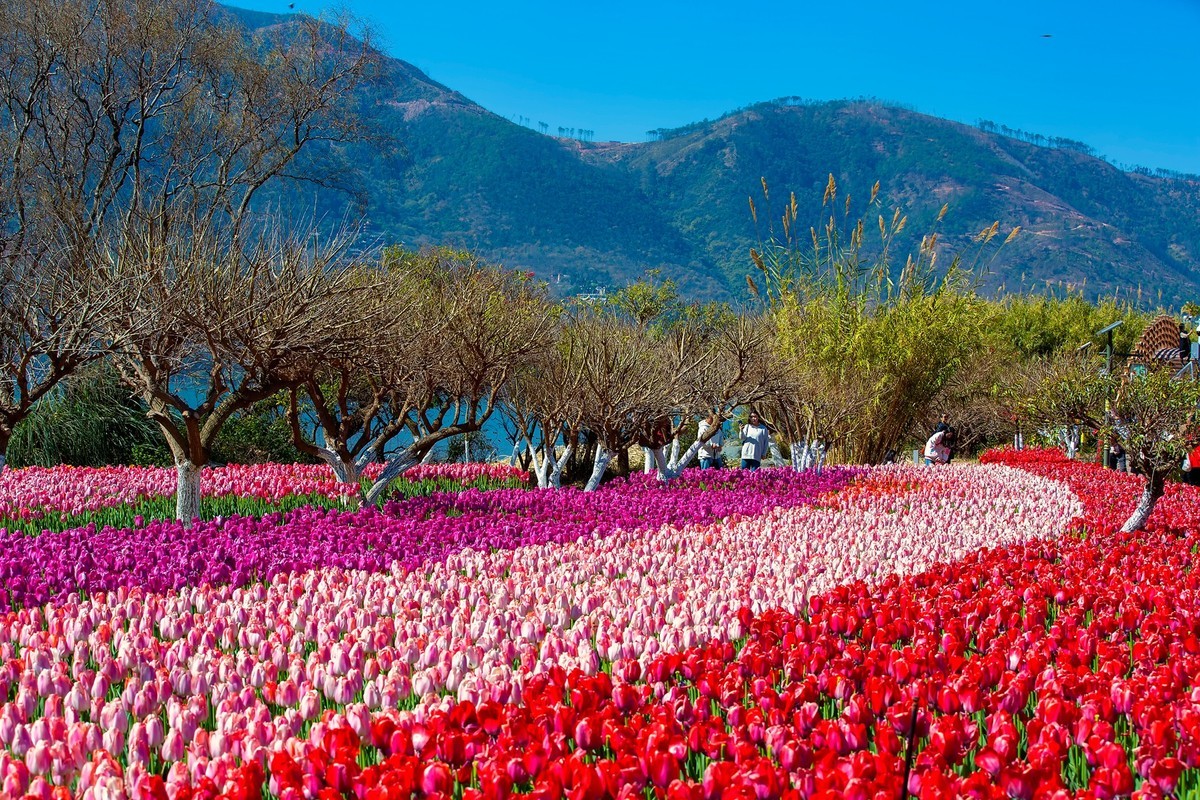 西昌邛海湿地郁金香