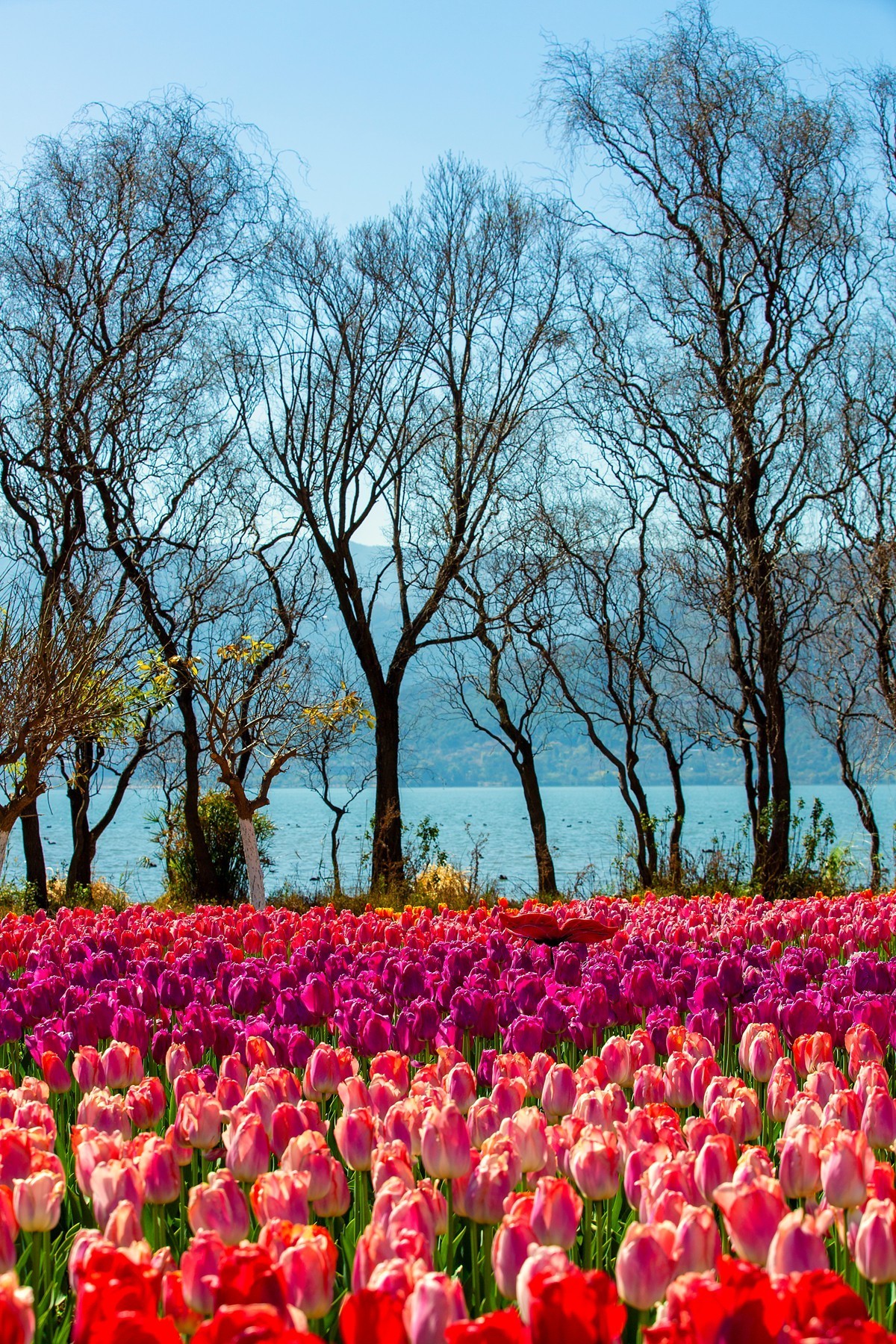 西昌邛海湿地郁金香