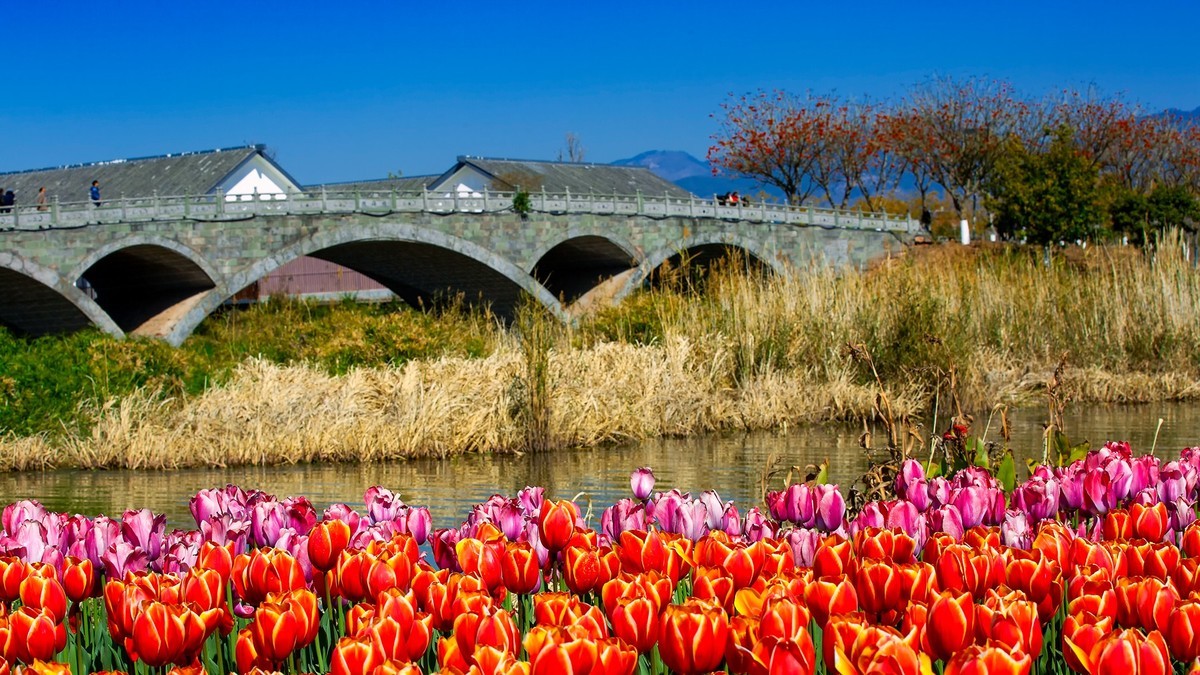 西昌邛海湿地郁金香