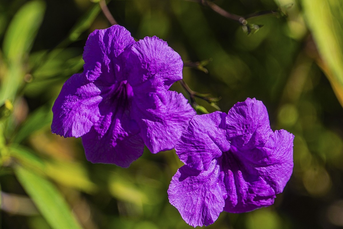 醉蝶花与兰草花