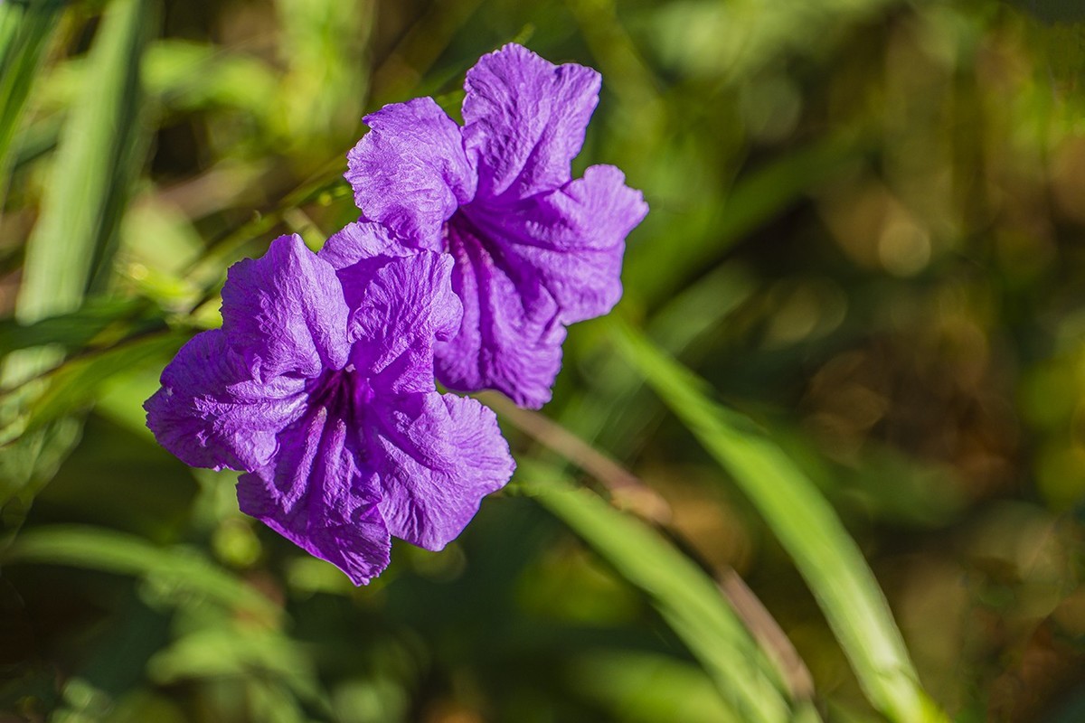 醉蝶花与兰草花