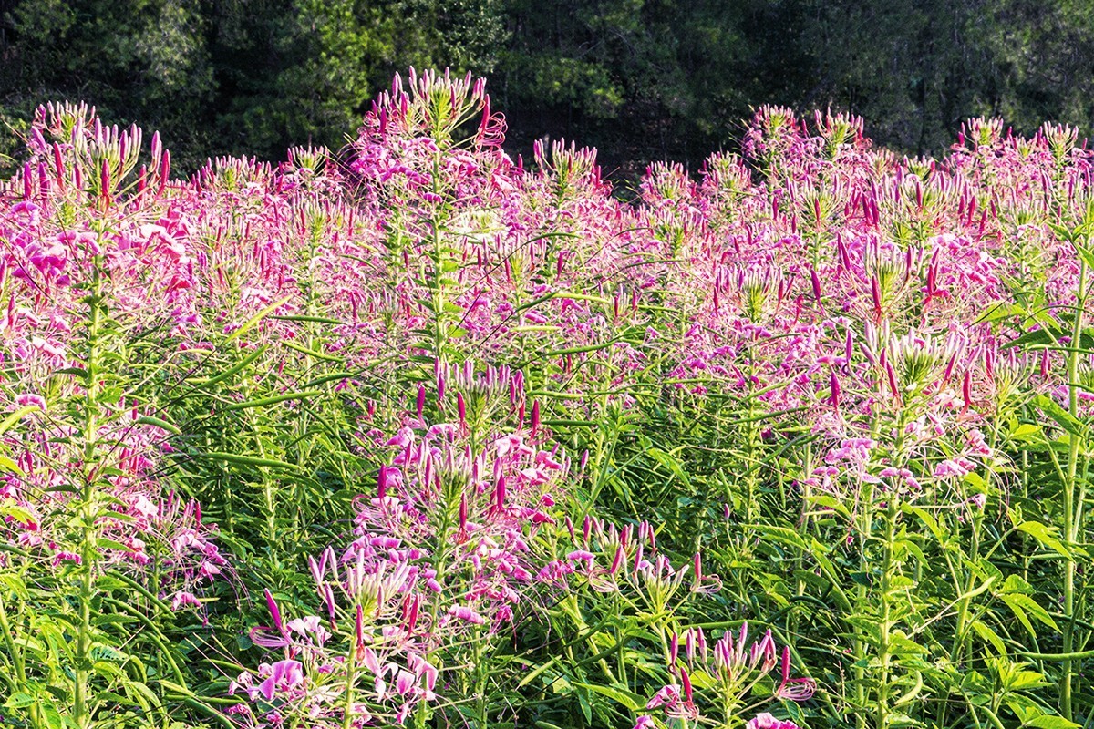 醉蝶花与兰草花