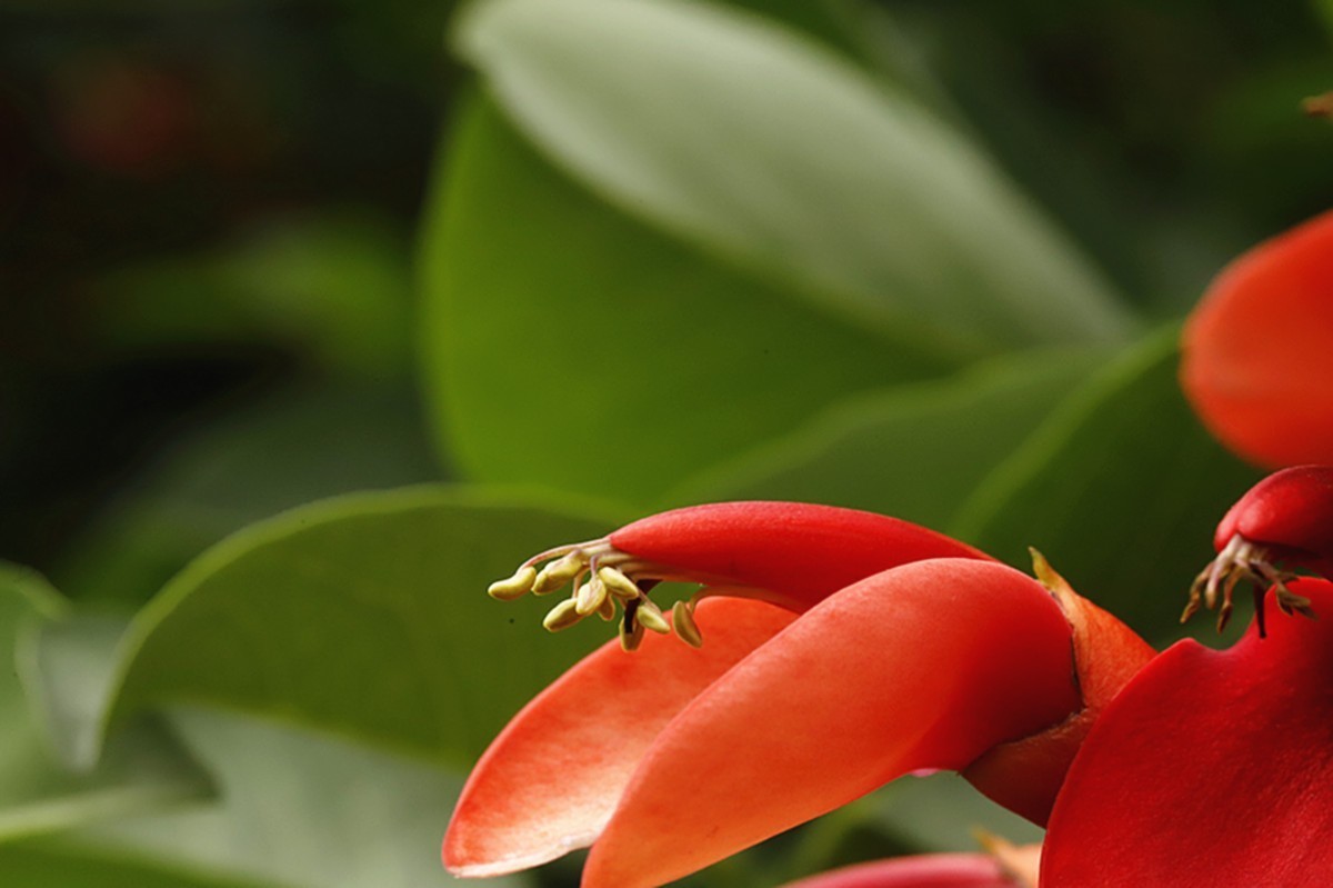 鸡冠刺桐花似火.