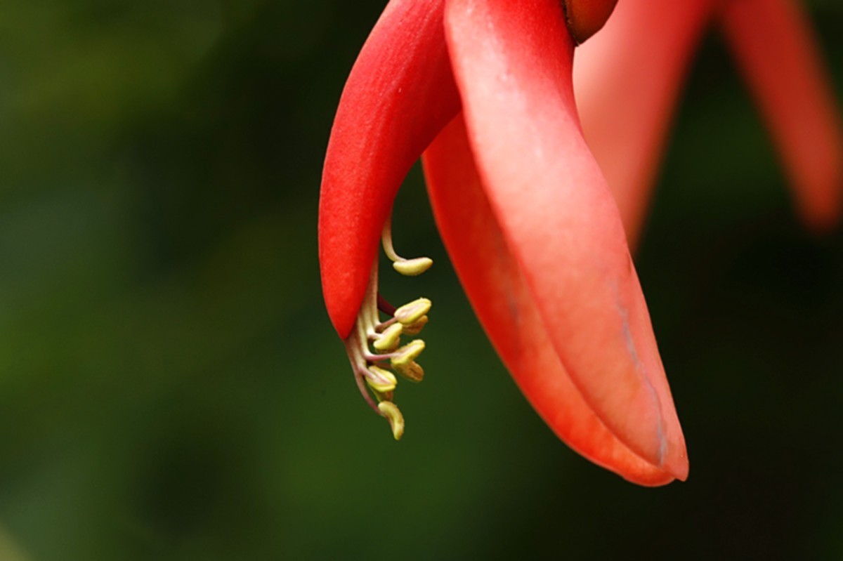 鸡冠刺桐花似火.